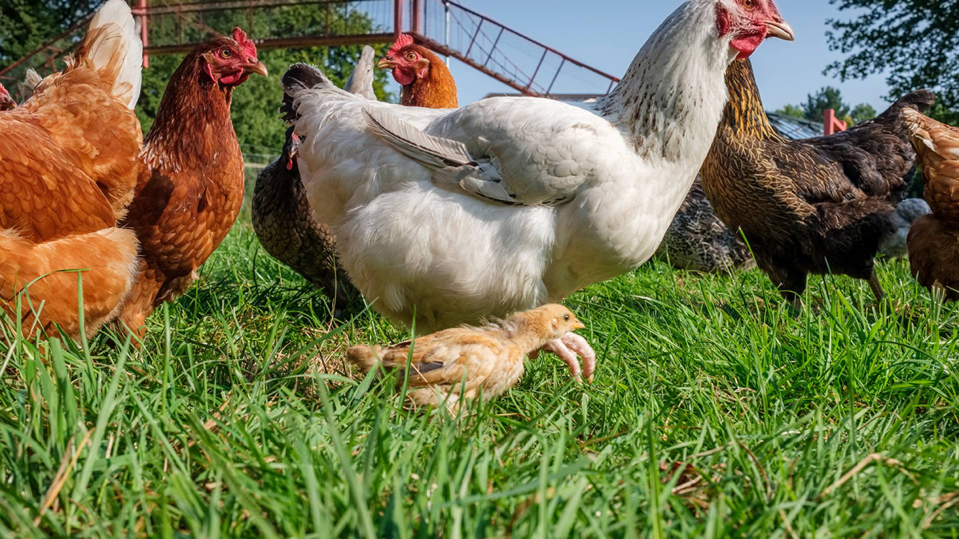 Chickens of the Romantik Hotel Jagdhaus Eiden in Bad Zwischenahn