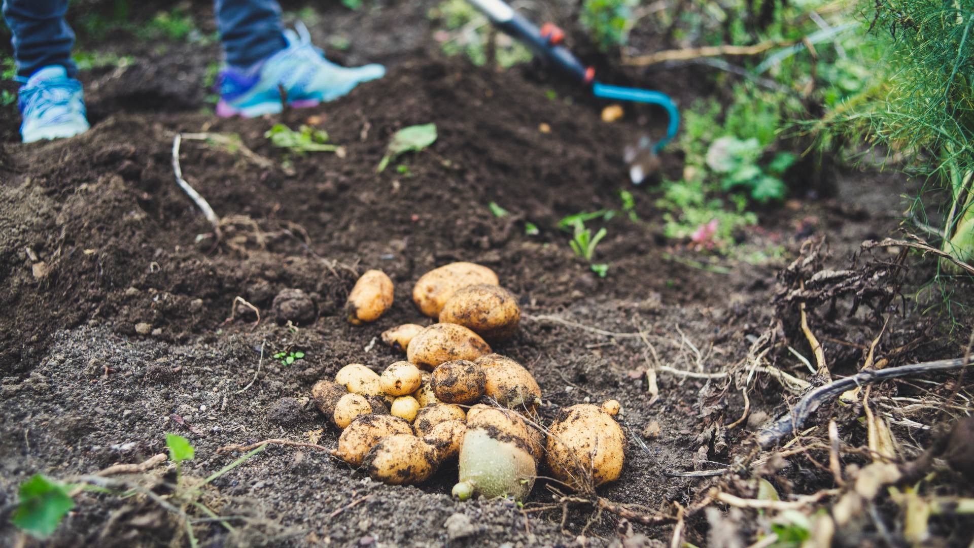 Potato field of the Romantik Hotel Jagdhaus Eiden in Bad Zwischenahn