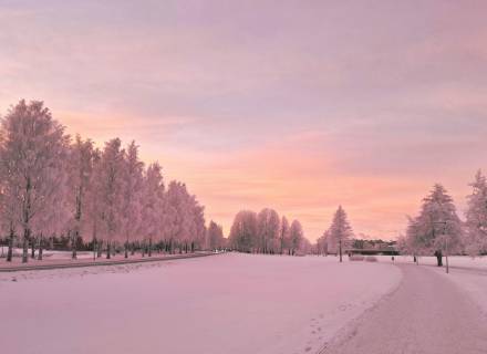 Event im Romantikhotel Jagdhaus Eiden: Winterblüte im Park - Sonderöffnung Park der Gärten